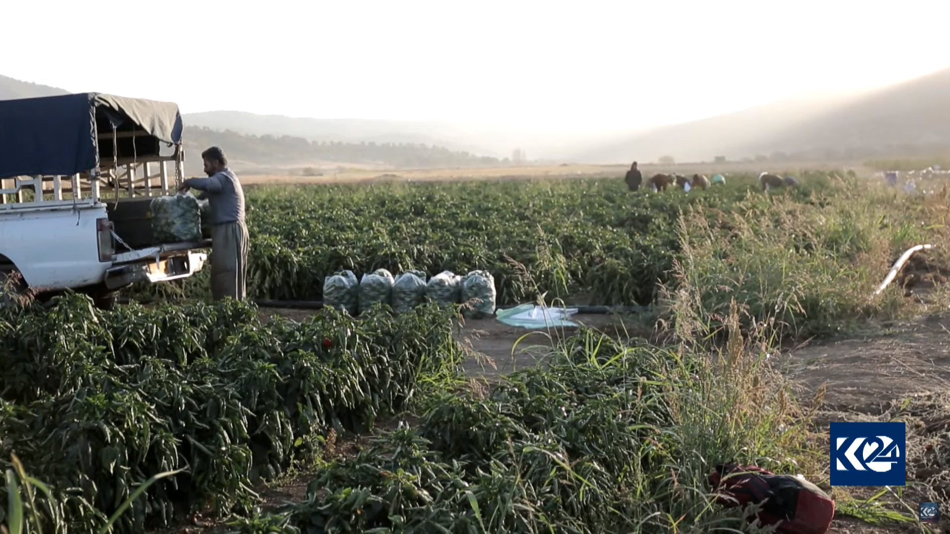 Workers and farmers are collecting the harvested peppers in Penjwen, Oct. 18, 2021. (Photo: Screengrab/Kurdistan 24)